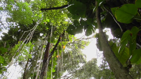 A-Great-Low-Angle-Shot-Of-A-Rainforest-Or-Tropical-Jungle-1
