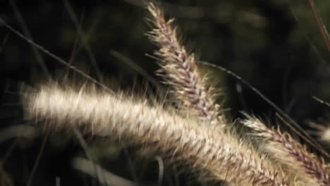 A-foxtail-sways-in-the-breeze