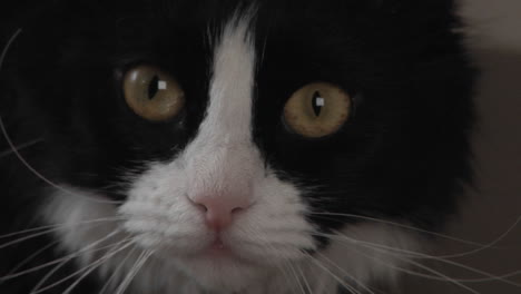 Eine-Schwarz-weiße-Katze-Schaut-Aufmerksam-Zu