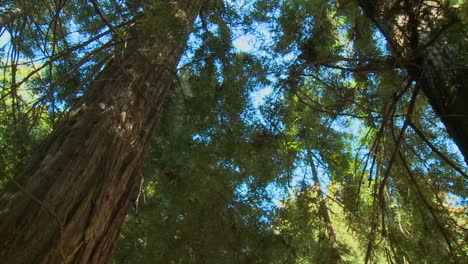 Ein-Low-Angle-Shot-Von-Mammutbäumen-In-Big-Sur-Kalifornien