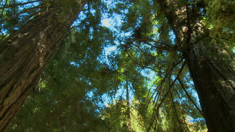 Ein-Low-Angle-Shot-Von-Mammutbäumen-In-Big-Sur-California-1