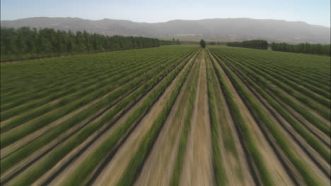 Helicopter-aerial-of-a-vineyard-in-the-Salinas-Valley-California-1