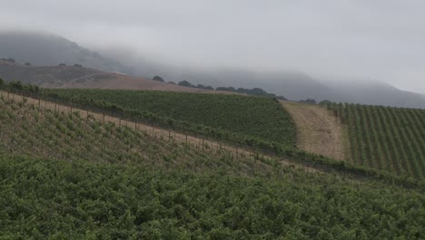 Time-lapse-of-rolling-fog-in-a-Monterey-County-vineyard-California