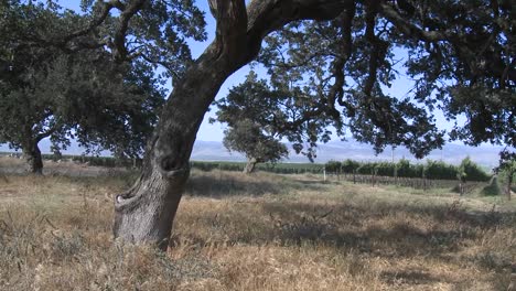 Pan-across-a-Monterey-County-vineyard-California