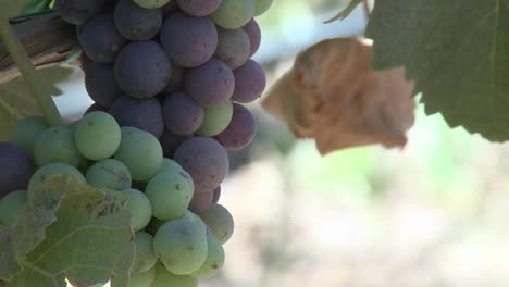 Vertical-pan-of-wine-grapes-ripening-in-a-Monterey-County-vineyard-California