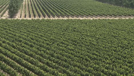 A-vertical-pan-over-a-vineyard-in-the-Salinas-Valley-wine-country-Monterey-County-California