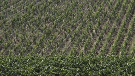 Wein-Weht-Durch-Einen-Weinberg-Im-Salinas-Valley-Wine-Country-Monterey-County-Kalifornien
