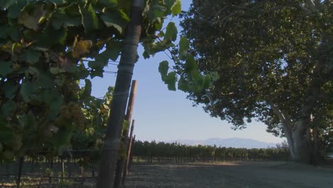 A-Salinas-Valley-vineyard-Monterey-County-California