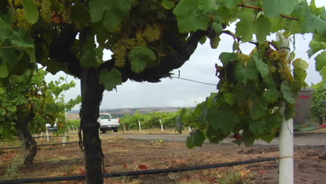 A-tractor-hauls-a-bin-of-grapes-during-harvest-at-a-Santa-Barbara-County-vineyard-California