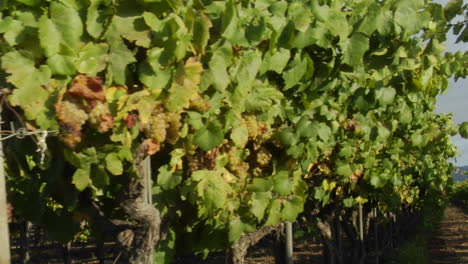 Dolly-move-across-a-row-of-grape-vines-in-a-Santa-Barbara-County-vineyard-California-1