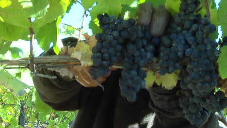 Handpicking-wine-grapes-during-harvest