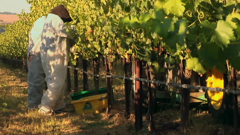 La-Cosecha-De-Uvas-En-Un-Viñedo-Del-Condado-De-Santa-Bárbara,-California