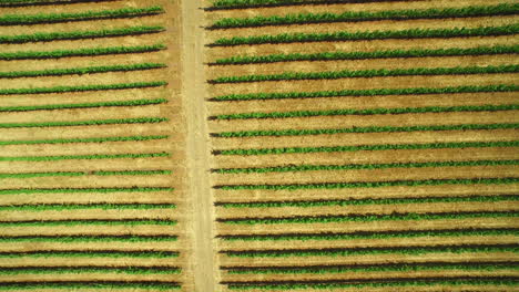 An-aerial-over-vast-rows-of-vineyards-in-Northern-California's-Sonoma-County--2