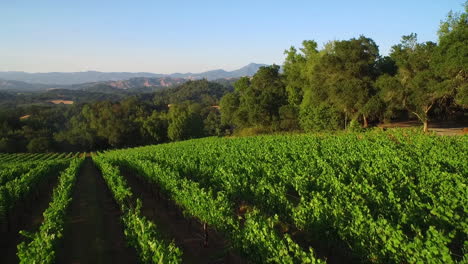 An-low-vista-aérea-over-vast-rows-of-vineyards-in-Northern-California\'s-Sonoma-County