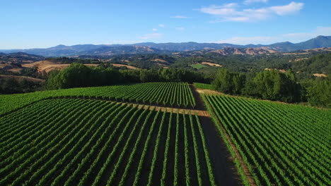 An-aerial-over-rows-of-vineyards-in-Northern-California's-Sonoma-County--1