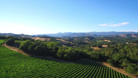 An-aerial-over-rows-of-vineyards-in-Northern-California's-Sonoma-County--2