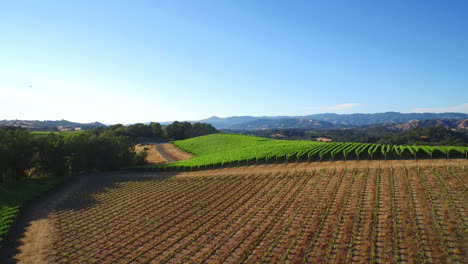 A-high-aerial-over-rows-of-vineyards-in-Northern-California's-Sonoma-County--1