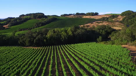 A-low-aerial-over-rows-of-vineyards-in-Northern-California's-Sonoma-County-
