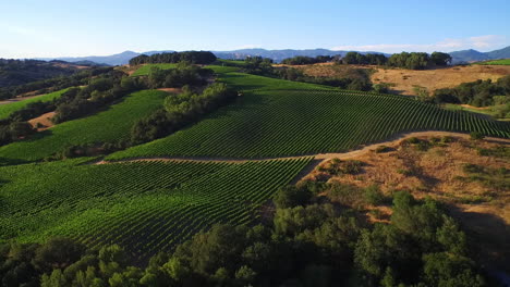 A-high-aerial-over-rows-of-vineyards-in-Northern-California's-Sonoma-County--3