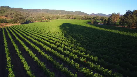 A-high-aerial-over-rows-of-vineyards-in-Northern-California's-Sonoma-County--5
