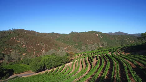 An-vista-aérea-along-a-hillsideover-rows-of-vineyards-in-Northern-California\'s-Sonoma-County