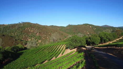 An-vista-aérea-along-a-hillsideover-rows-of-vineyards-in-Northern-California\'s-Sonoma-County-1