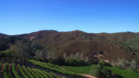 A-side-view-aerial-along-a-hillside-over-rows-of-vineyards-in-Northern-California's-Sonoma-County-1
