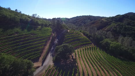 A-side-view-aerial-along-a-hillside-over-rows-of-vineyards-in-Northern-California's-Sonoma-County-3