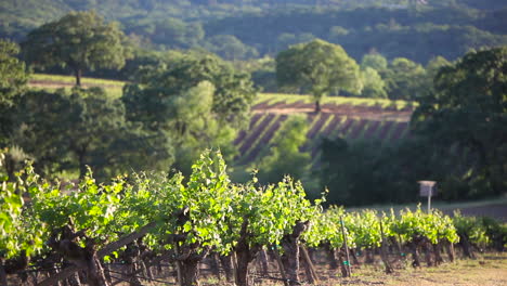 Pleasant-shot-across-the-Napa-Valley-wine-growing-region