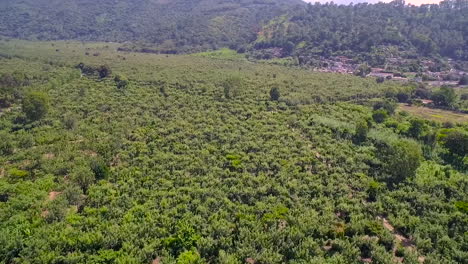 Luftaufnahmen-über-Dem-Dschungel-Von-Guatemala