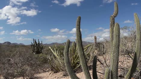 Cactus-in-Desert-01