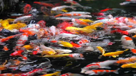 A-beautiful-shot-of-koi-fish-swimming-in-a-pond