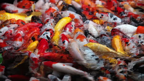 A-beautiful-shot-of-koi-fish-swimming-in-a-pond-1