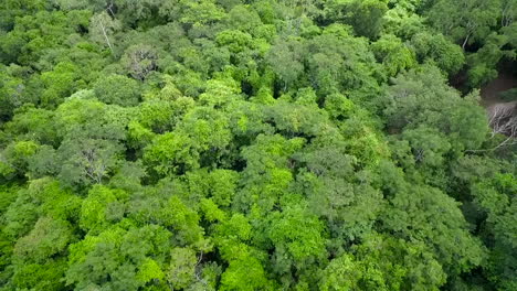 An-aerial-over-generic-rainforest-or-jungle
