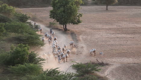 Shepherd-leads-his-flock-in-Myanmar-Burma
