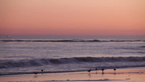 Vögel-Versammeln-Sich-Bei-Sonnenuntergang-Am-Strand