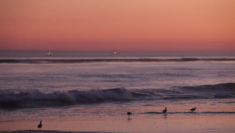 Birds-gather-on-the-beach-at-sunset-1