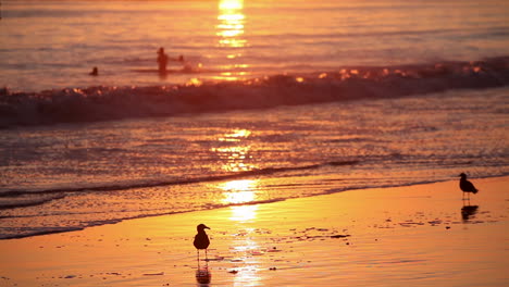 Birds-gather-on-the-beach-at-sunset-with-swimmers-in-background