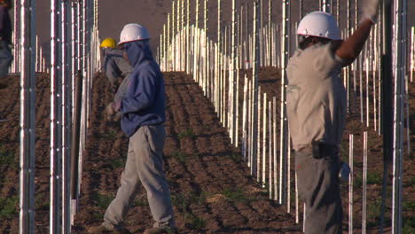 Arbeiter-Gründen-Einen-Weinberg-Mit-Pfählen-Und-Stangen-1