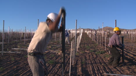 Workers-set-up-a-vineyard-with-stakes-and-poles-2