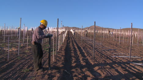 Workers-set-up-a-vineyard-with-stakes-and-poles-3