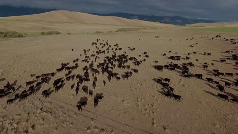 Amazing-aerial-over-a-western-cattle-drive-on-the-plains-of-Montana