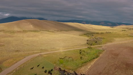 Erstaunliche-Luftaufnahme-über-Einem-Westlichen-Rinderzug-In-Den-Ebenen-Von-Montana