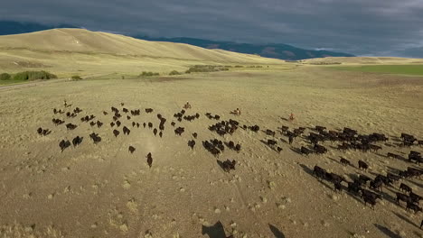 Amazing-vista-aérea-over-a-western-cattle-drive-on-the-plains-of-Montana-4