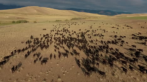 Erstaunliche-Luftaufnahme-über-Einem-Westlichen-Rinderzug-In-Den-Ebenen-Von-Montana