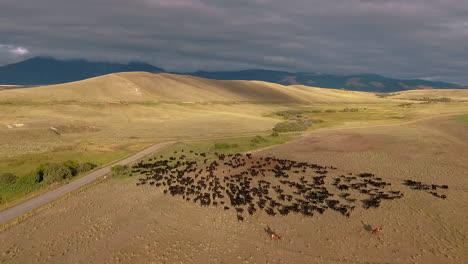 Erstaunliche-Luftaufnahme-über-Einem-Westlichen-Rinderzug-In-Den-Ebenen-Von-Montana-6