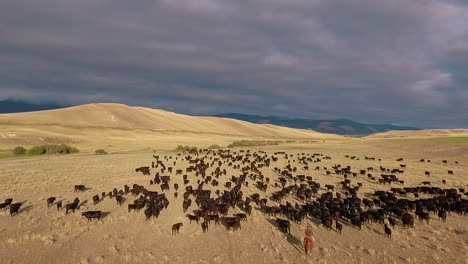 Amazing-aerial-over-a-western-cattle-drive-on-the-plains-of-Montana-10