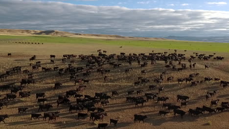 Amazing-aerial-over-a-western-cattle-drive-on-the-plains-of-Montana-11