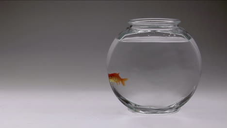 A-goldfish-swims-from-top-to-bottom-of-its-bowl-1