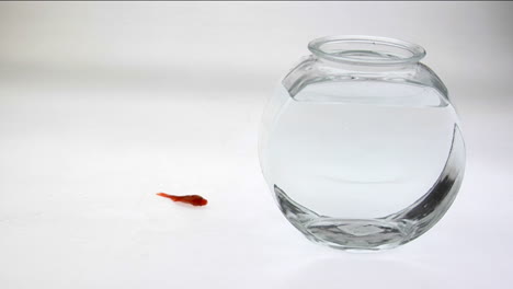 A-goldfish-flips-on-a-white-surface-next-to-a-fish-bowl